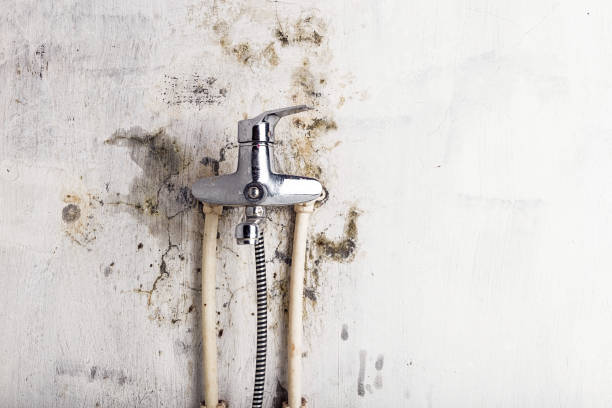 Best Mold Removal Near Me  in Blackstone, VA