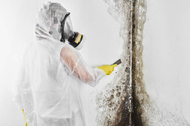 Best Best Mold Removal Companies  in Blackstone, VA