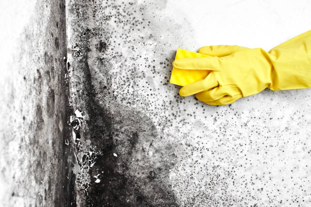 Best Mold Testing  in Blackstone, VA