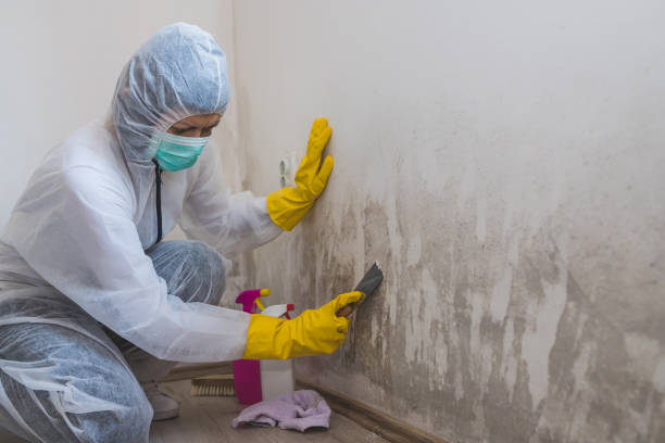 Reliable Blackstone, VA Mold Removal Solutions