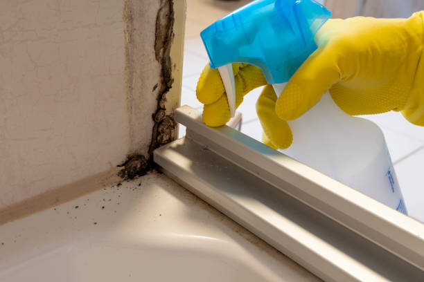 Best Local Mold Removal Service  in Blackstone, VA