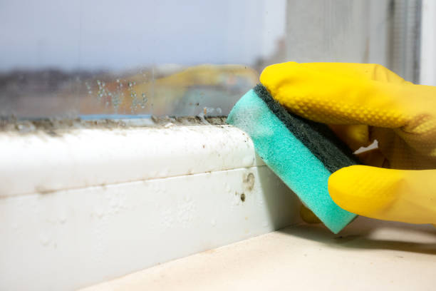 Best Emergency Mold Removal  in Blackstone, VA