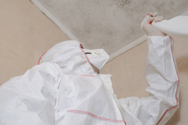 Best Mold Damage Repair  in Blackstone, VA