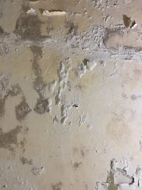 Trusted Blackstone, VA Mold Removal Experts