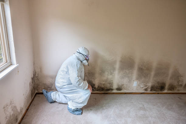 Best Mold Removal Company Near Me  in Blackstone, VA