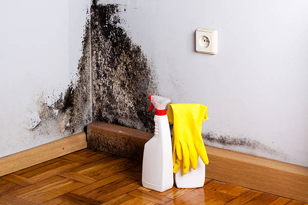 Best Toxic Mold Removal  in Blackstone, VA