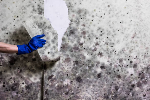 Best Mold Damage Repair  in Blackstone, VA