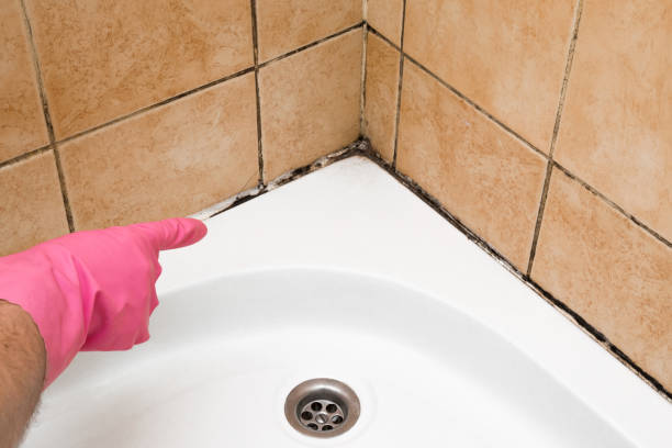 Best Fast Mold Removal  in Blackstone, VA